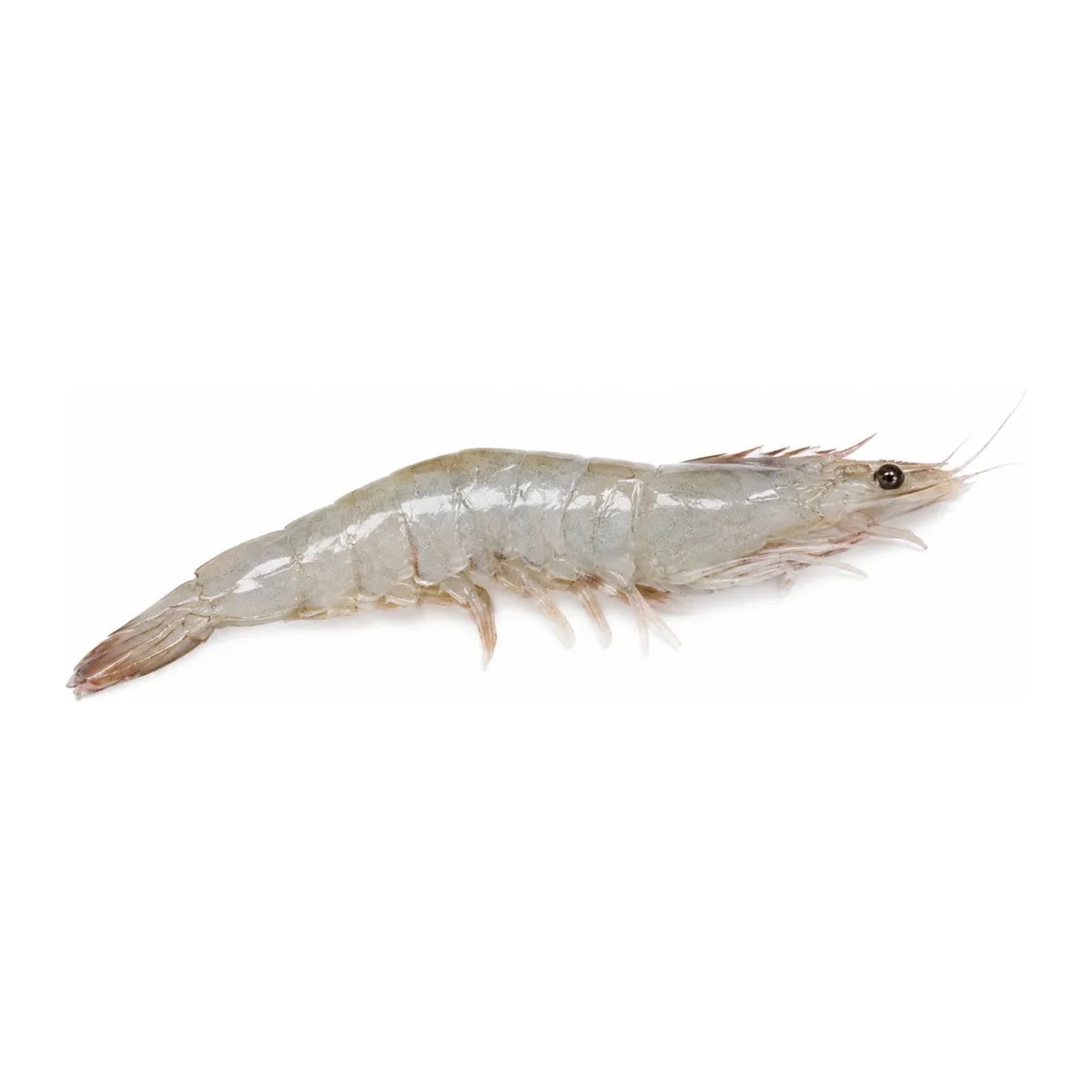 Langostino