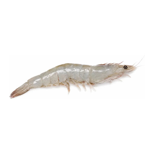 Langostino