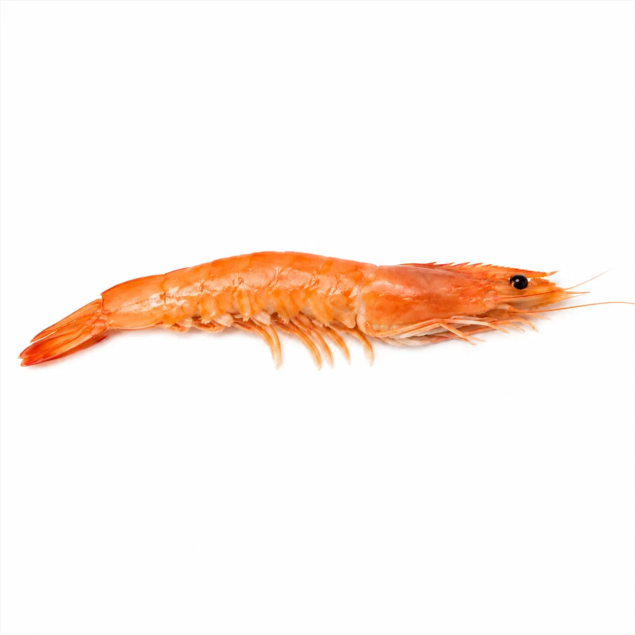Lngostino cocido