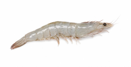 Langostino